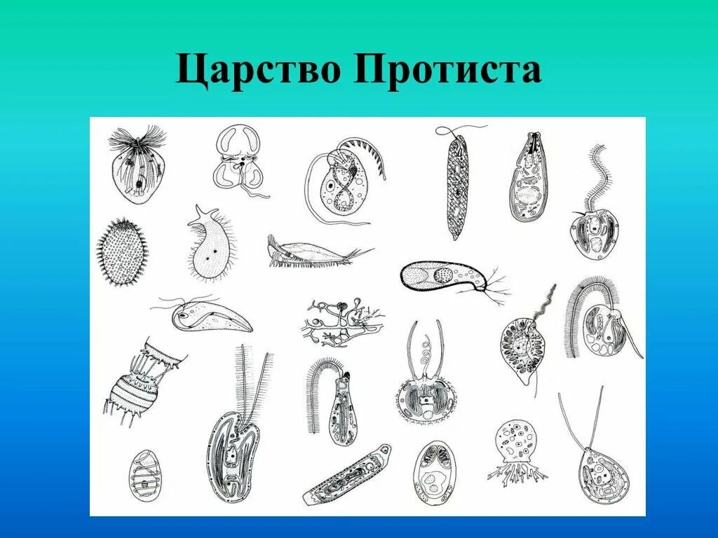 Все виды простейших животных. Царство протисты. царство протисты биология. царство протисты представители. царство животных простейшие.