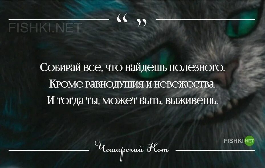 Выражения из алисы в стране. Цитаты чеширского кота из алисы. высказывания кота из алисы в стране чудес. фразы чеширского кота из алисы в стране чудес. чеширский кот цитаты.