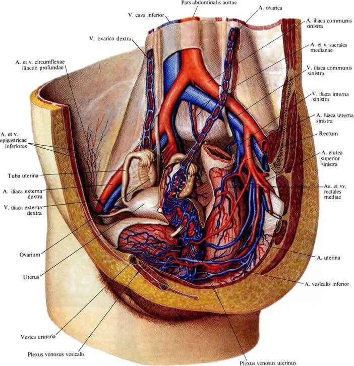 Подвздошная Вена анатомия. Подвздошная Вена малого таза. Подвздошная артерия анатомия. Подвздошная Вена в Малом тазу. Кровообращение малого таза у женщин