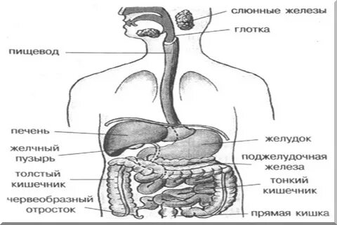 Схема строения системы органов