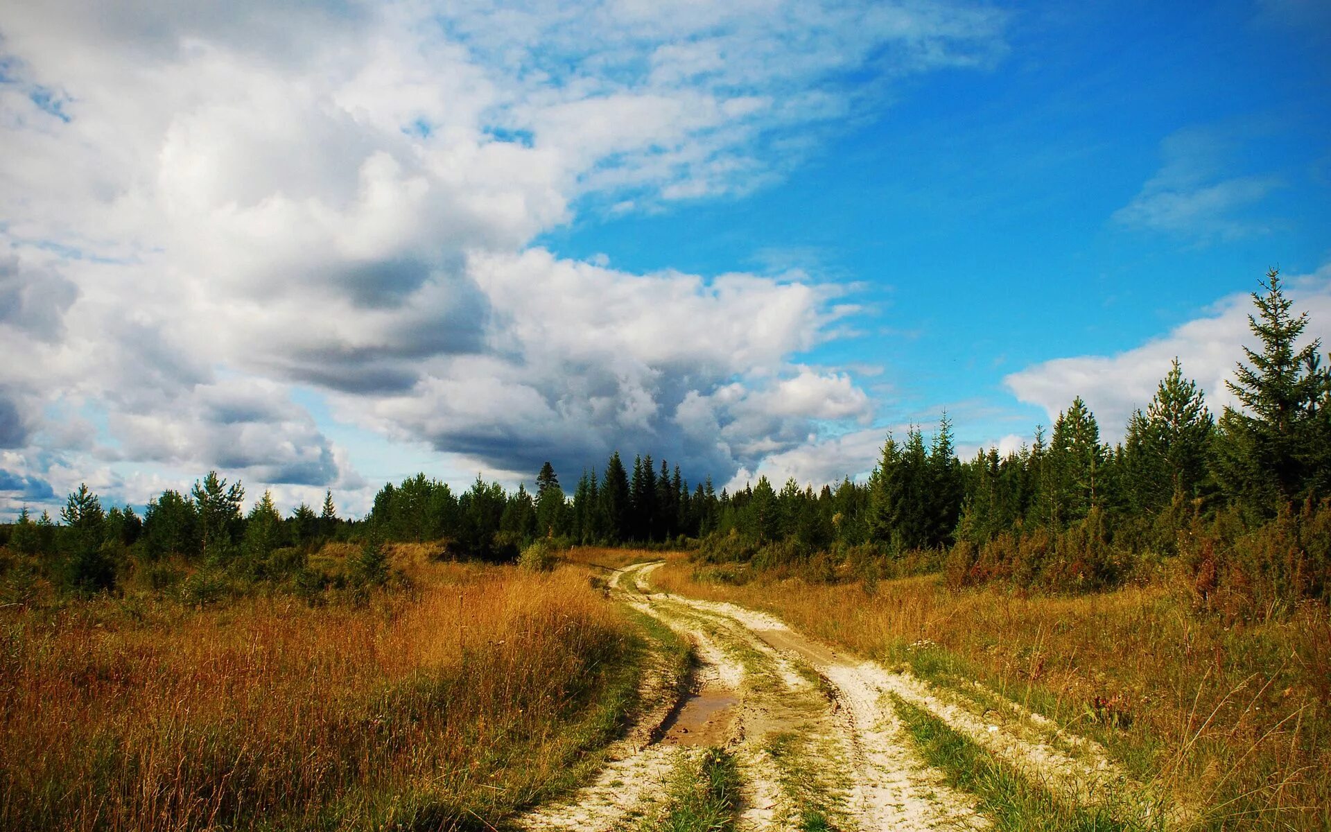 Пейзаж с дорогой. Лесная дорога. Дорога в лесу. Проселочная дорога.