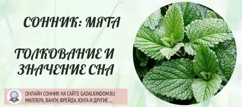 Сонник листья