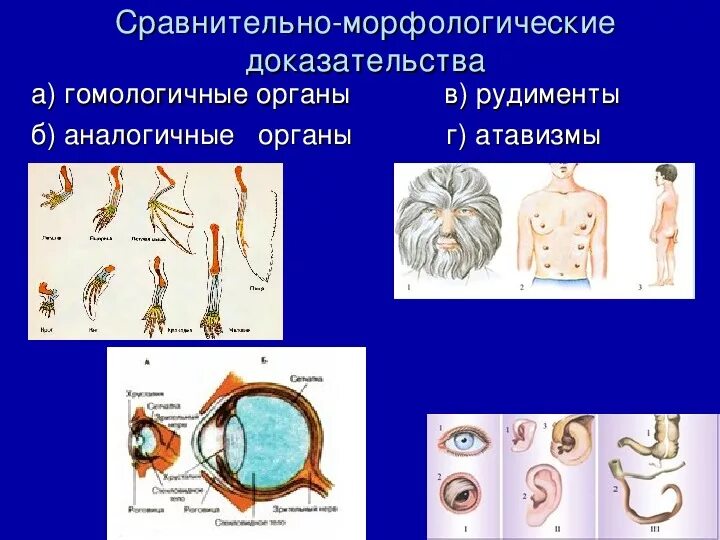 Атавизмы человека аппендикс. Сравнительно анатомические доказательства рудименты и атавизмы. Сравнительно-анатомические доказательства эволюции таблица. Рудименты и атавизмы доказательства эволюции. Атавизмы рудименты гомологичные и аналогичные органы.