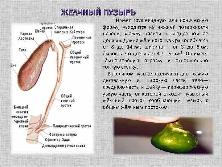 Желчный пузырь картинки у человека. Желчный пузырь анатомия функции. Строение внутренних органов желчный пузырь. Расположение желчь пузыря. Желчный пузырь грушевидной формы.