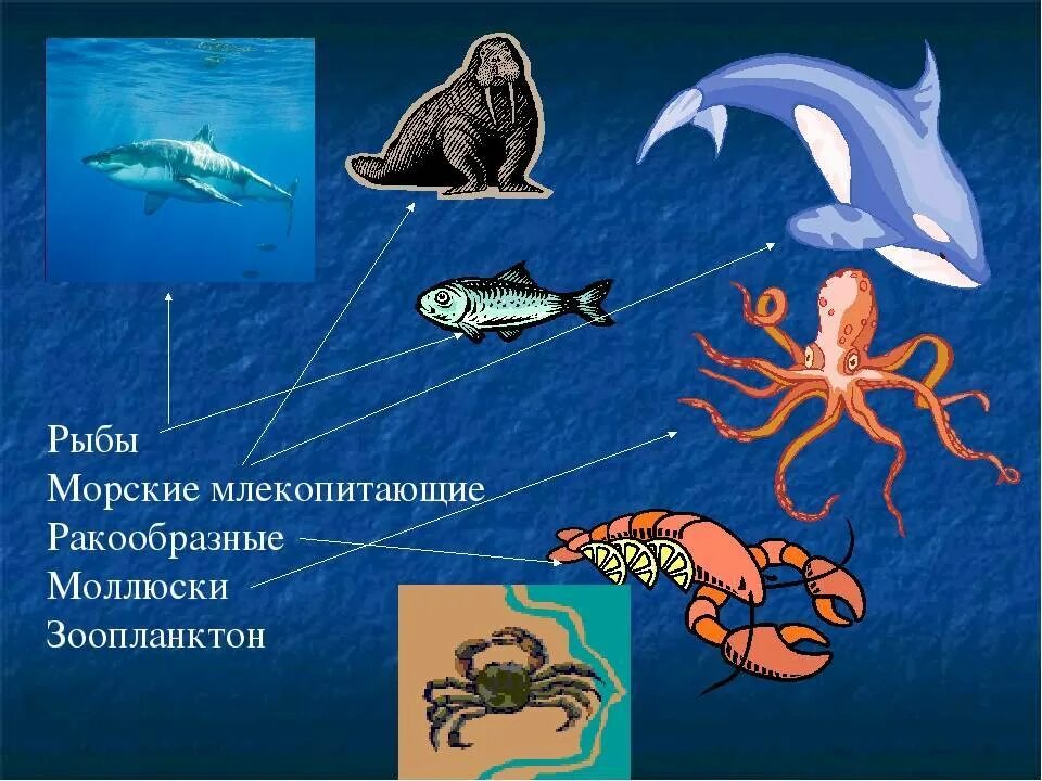 Обитатели моря. Морские обитатели презентация. Морские обитатели названия. Млекопитающие обитатели моря. Живой мир морей и океанов подготовительная