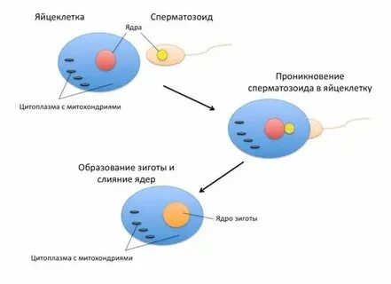 Ядро яйцеклетки содержит хромосом