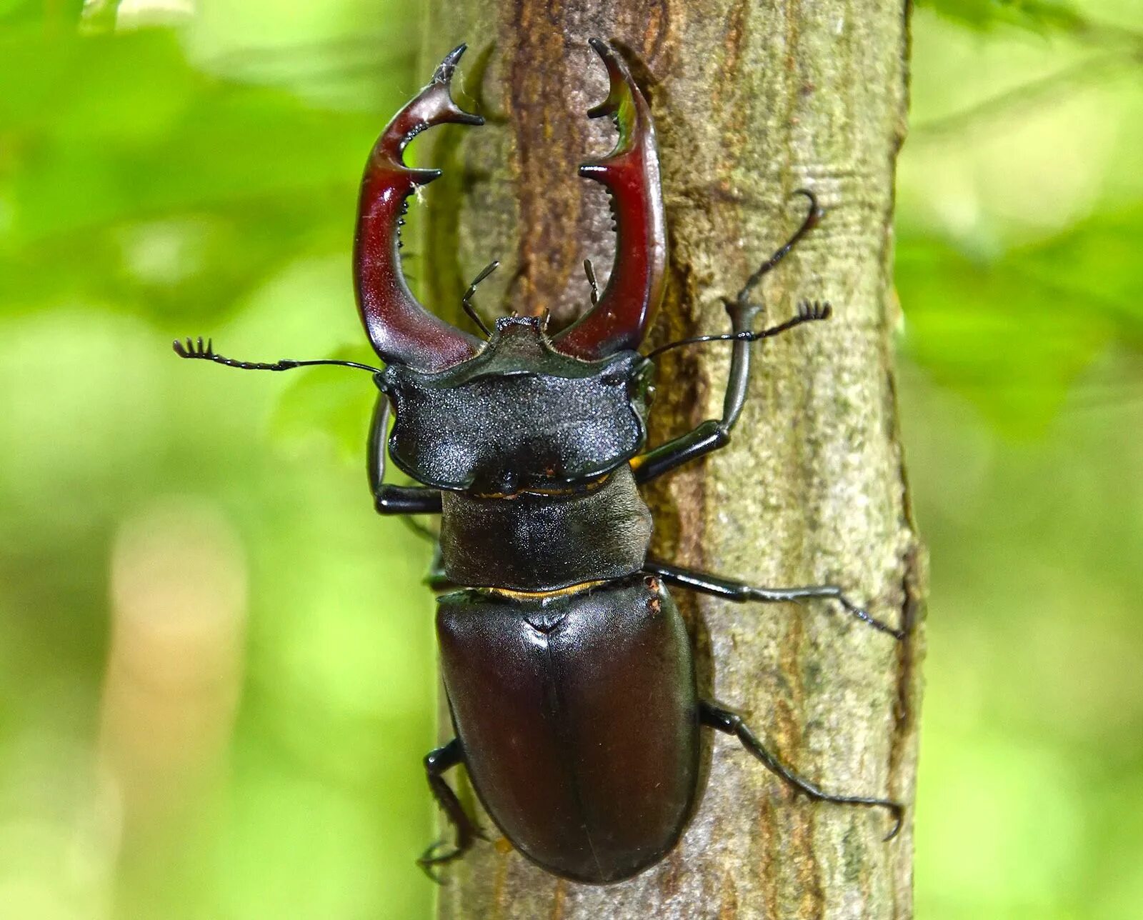The red palm weevil is attacking the Côte d'Azur!