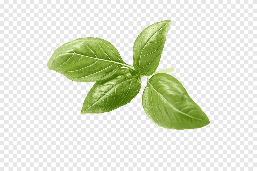 Лист шпината базилика. Базилик лимончик. Листик орегано, базилик. Базилик лучано. Базилик прг.