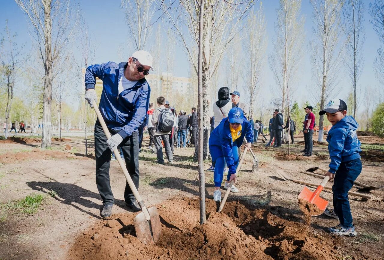 Компенсационные посадки деревьев. Посадка деревьев Казахстан. Посадка лесов. Зеленые насаждения в городе. Посадили 56 деревьев