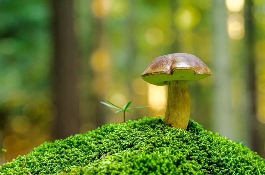 Picking mushrooms. Красивые грибы. Грибы картинки. Растения и грибы. Красивые фото грибов.
