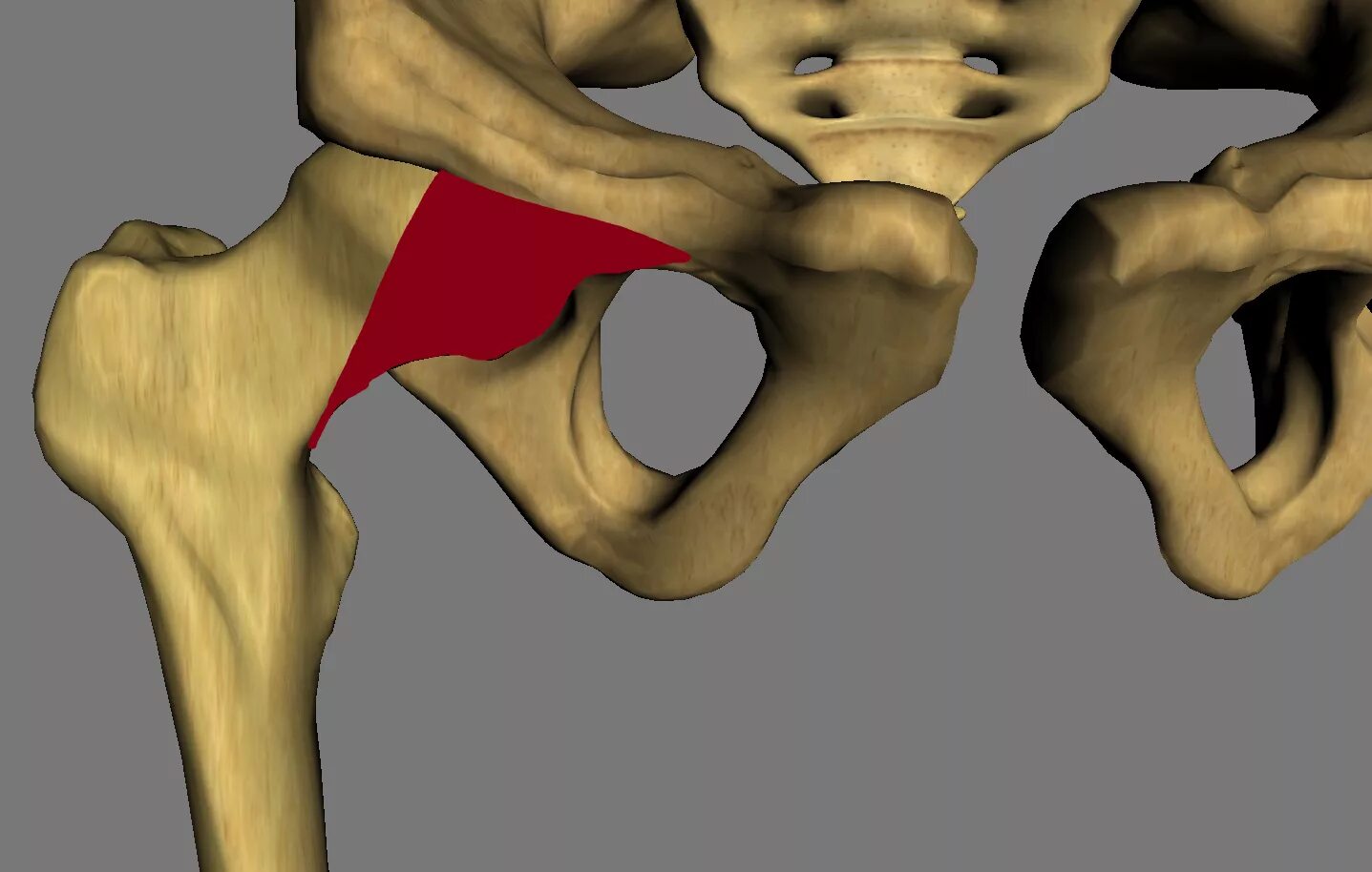 Связки тазобедренного сустава zona orbicularis. Трохантер минор. Зона орбикулярис тазобедренный сустав. Coxa, Tibia, femur. Болит тазовая кость справа