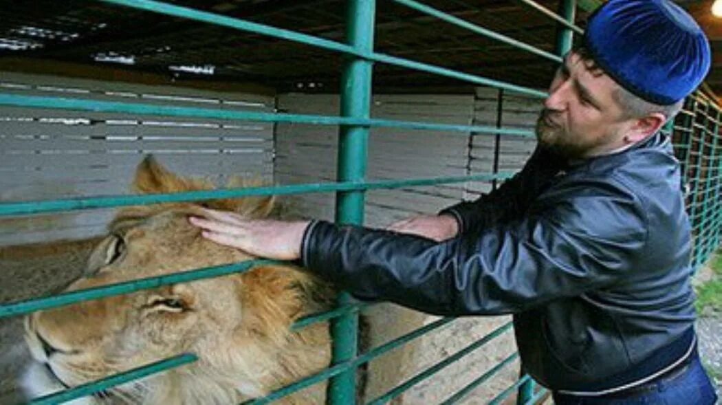 Кавказская овчарка рамзана кадырова. Лев рамзана кадырова. Лепс и кадыров. Зоопарк рамзана кадырова. Лев кадырова.