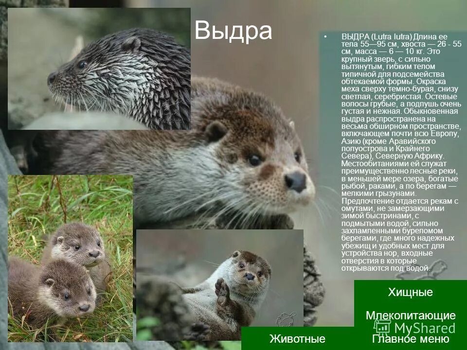 Речная выдра в кемеровской области. Животные красной книги мурманской области. Речная выдра (порешня, обыкновенная выдра). Речная выдра красная книга челябинской области. Речная выдра краткое описание.