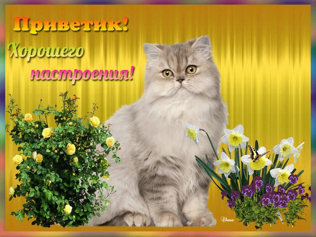 Доброго дня и прекрасного настроения красивые открытки. Открытки отличного настроения. пожелания хорошего настроения. открытка &quot;хорошего настроения&quot;. открытки прекрасного настроения.