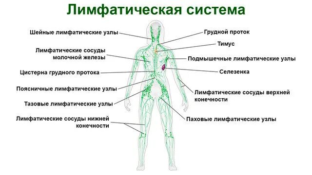 Лимфоузлы слева в паху. Лимфатическая система лимфоузлы. Лимфатические узлы нижних конечностей схема. Лимфатические узлы на ногах схема расположения. Воспаление лимфатических узлов на ногах.