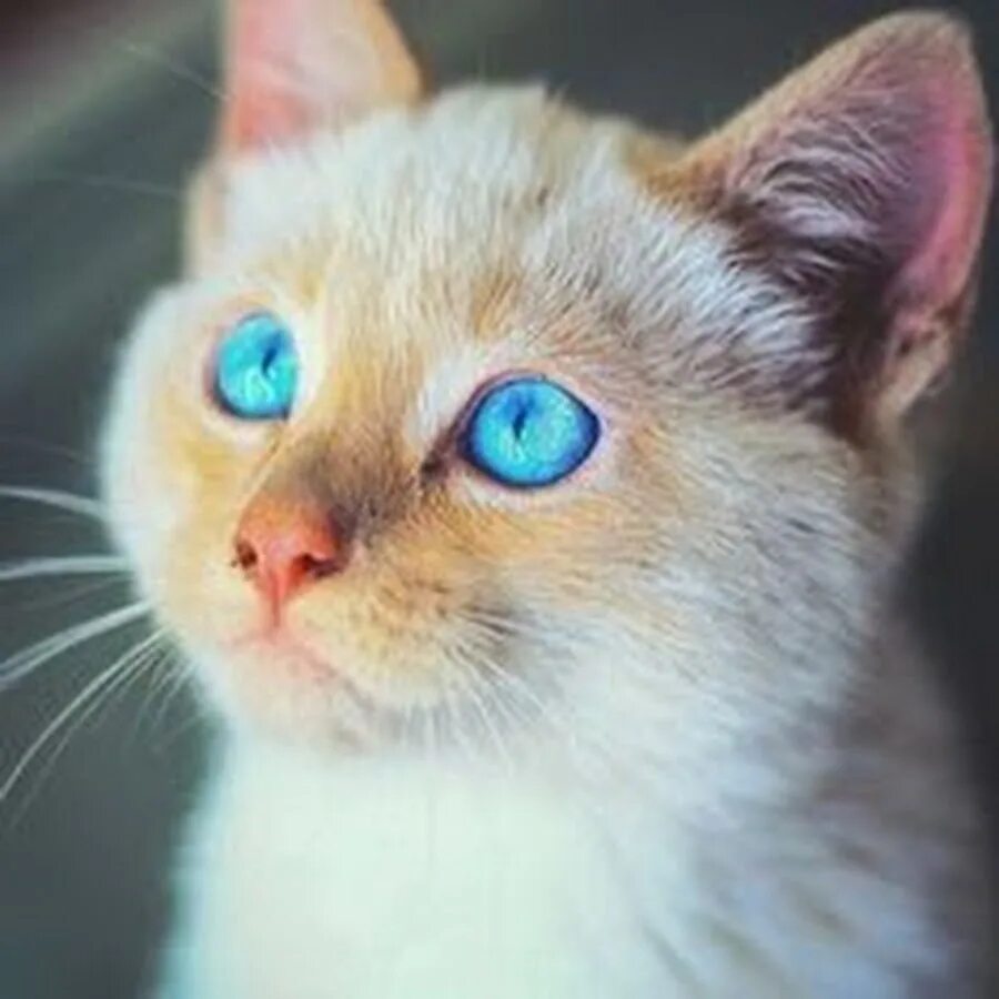 Породы котов с голубыми глазами. Порода Охос азулес. Порода кошек Охос азулес. Охос азулес кошка белая. Охос азулес Алтайская.