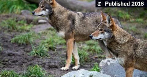 Red wolf 18