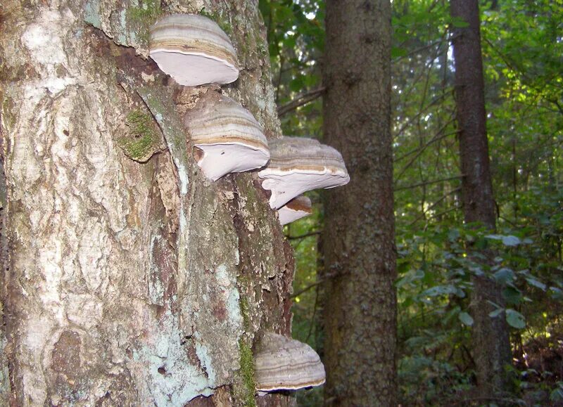 Класс трутовики. Трутовик настоящий fomes fomentarius. Трутовик лиственничный. Трутовик ясеневый. Трутовик лиственничный молодой.