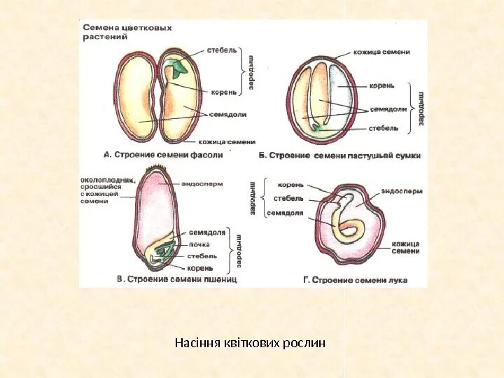 Семя внешнее и внутреннее строение семени. Схема внутреннего строения семени томата. строение семени цветковых растений. строение семени фасоль пшеница лук. внутренне строение семени фасоли.