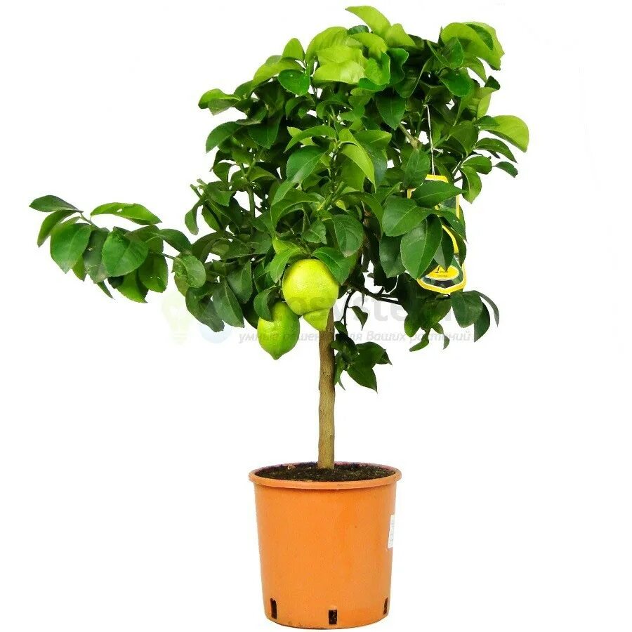 Павловский мини лимонное дерево. Дерево лимона в горшке. Цитрофортунелла лимон штамбовая. Лимон дерево. Лимон дерево.