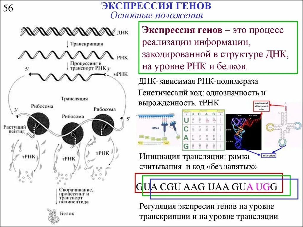 Экспрессировать это. Экспрессия генов. Экспрессия Гена. Процесс экспрессии генов. Экспрессия генов трансляция.