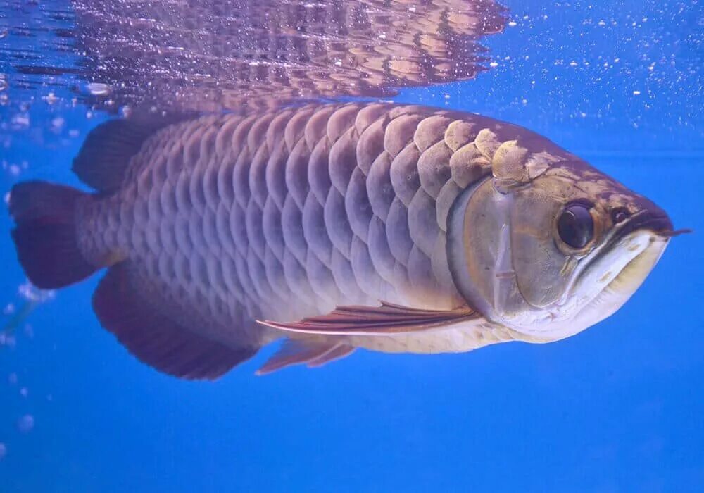 Рыбы азии. Рыбы азии. Золотая арована. Парчовый карп. Карп кои сбоку.