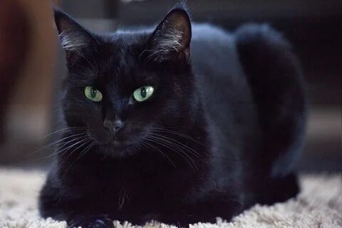 Красивые черные коты и кошки: 120 фото