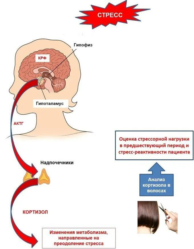 Стресс процессы в организме. Схема влияния кортизола. Роль гормонов надпочечников в развитии стресс-реакции. Гормон стресса гипофиза. Влияние кортизола на гормоны.