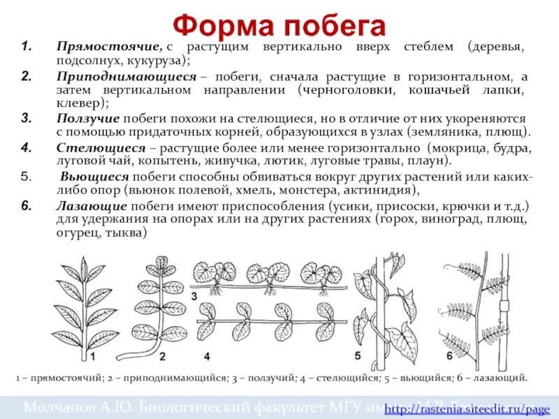 Картинки СТЕБЕЛЬ ПРЯМОСТОЯЧИЙ ПОЛЗУЧИЙ ВЬЮЩИЙСЯ