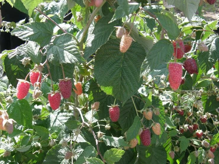 Малина ремонтантная брянское диво. Сорт малины брянское диво. Сорт малины брянская дива. Брянская дива малина ремонтантная. Малина ремонтантная красная гвардия.