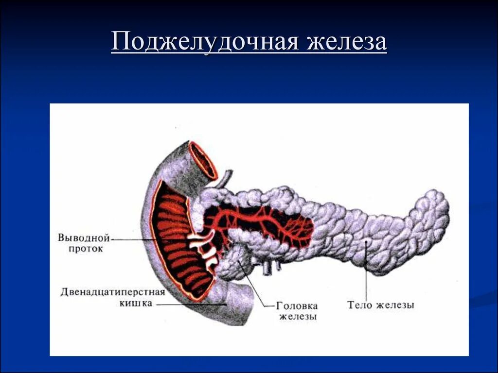 Орган имеет протоки открывающиеся в двенадцатиперстную кишку. Выводной проток поджелудочной железы. Проток поджелудочной железы впадает в. Морфология поджелудочной железы.