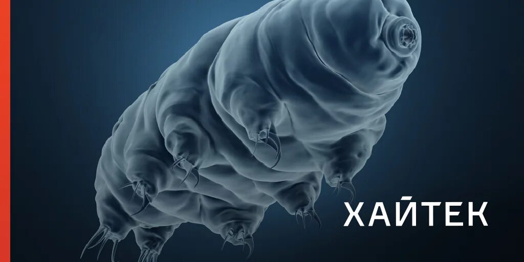 Доктор гнус тихоходка. Бессмертные существа – тихоходки. Медведка тихоходка. Бактерия тихоходка. Тихоходка в микроскопе.