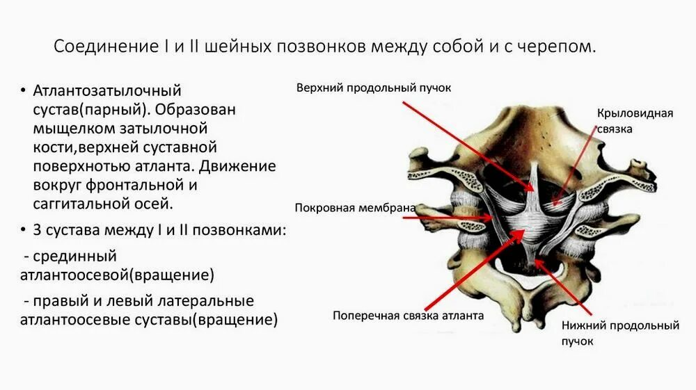 Два затылочных мыщелка млекопитающих