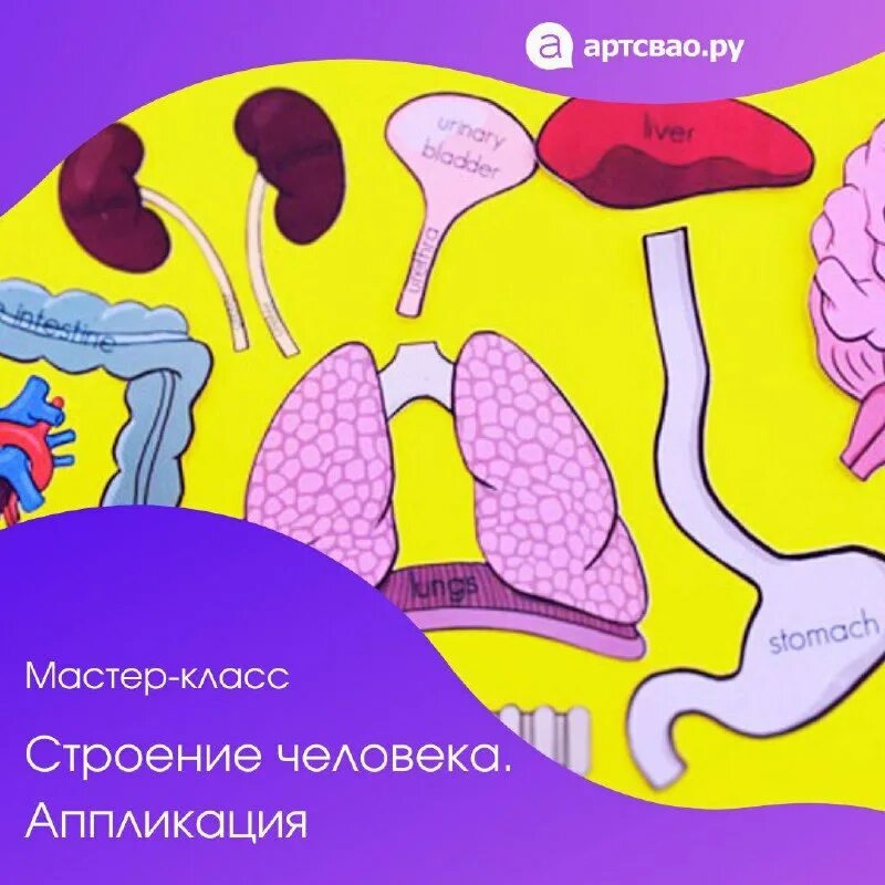 Внутреннее строение человека аппликация 2 класс. Модель внутреннее строение тела человека. Модель внутреннего строения человека. Внутреннее строение человека аппликация 2 класс. Внутреннее строение человека аппликация 2 класс.