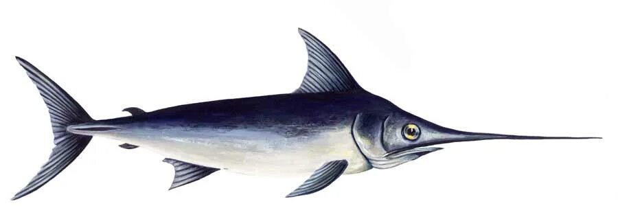 Сардина рыба. Парусник рыба марлин. Золотой окунь кафельник. Протосфирена меловой период. Марлин белый рыба.