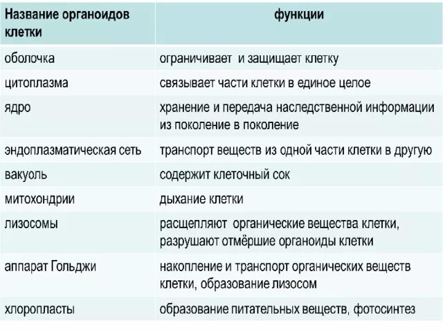 Жизненные функции клеток