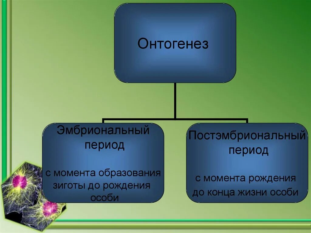 Онтогенез характерен. Эмбриональный и постэмбриональный этапы. Онтогенез эмбриональный период период. Эмбриональный и постэмбриональный период. Этапы эмбрионального и постэмбрионального развития таблица.