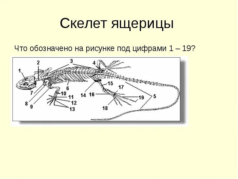 Скелет ящерицы. Внутренний скелет ящерицы. Осевой скелет ящерицы. Скелет ящерицы рисунок.