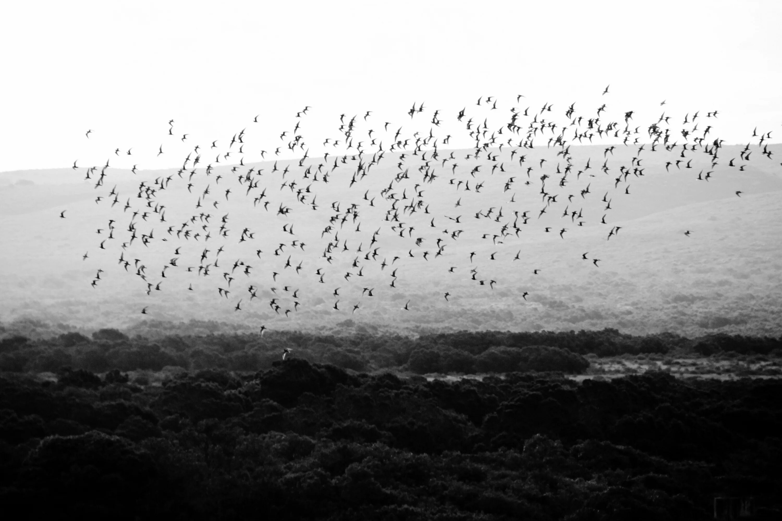Стая черных птиц. Стая птиц. Птицы в небе. Стая птиц в небе. Птицы в небе чб.