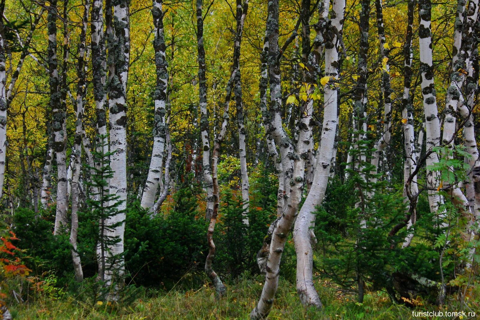 The grove of the dancing birches. Березовая роща Казахстан. Танцующая Березовая роща Боровое. Танцующие березы Боровое Казахстан. Берёзовая роща Волгоград.