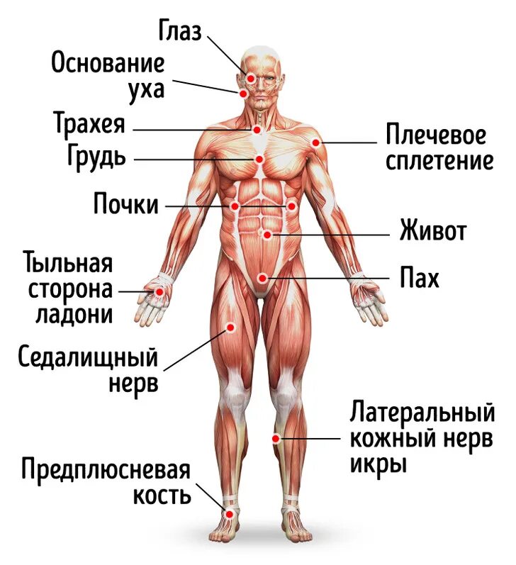 Болевые точки на теле организма. Уязвимые точки на теле человека и способы воздействия. Самые болевые точки на теле человека.