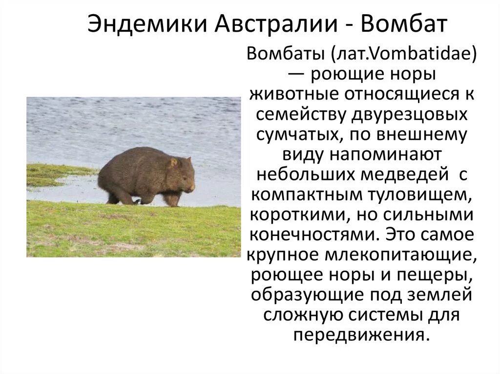 Эндемики Австралии сообщение. Вомбат эндемик. Реликты и эндемики Австралии. Никдемики Австралии.