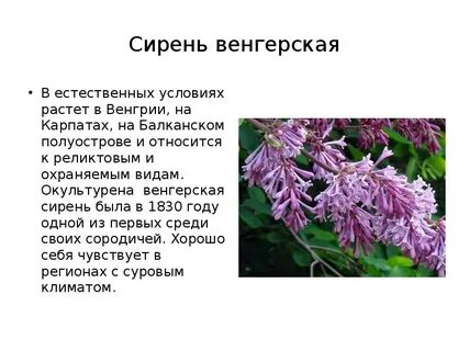 Сирень венгерская фото и описание кустарника