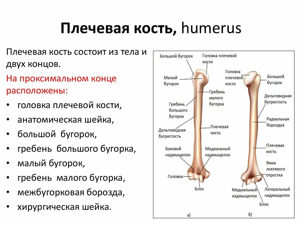 Плечевая кость латынь. Плечевая кость гребень малого бугорка. Плечевая кость малый бугорок. Малый бугорок плечевой кости анатомия. Плечевая кость проксимальный эпифиз.