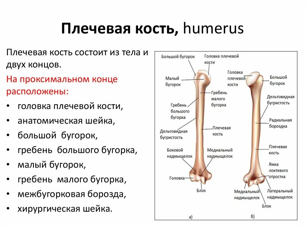 Кости плеча сколько костей