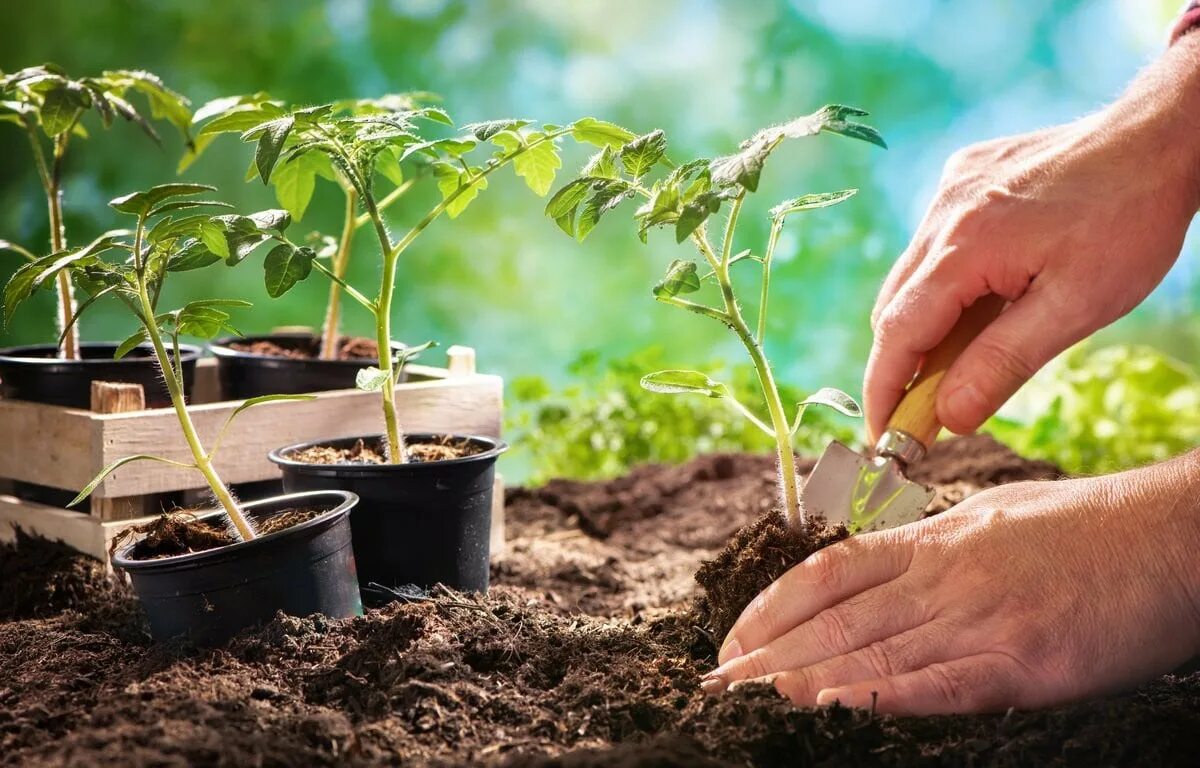 Помидоры в грунт в июне. Seedling «рассада». высаживание рассады помидор. рассада для открытого грунта. высадка рассады в открытый грунт.