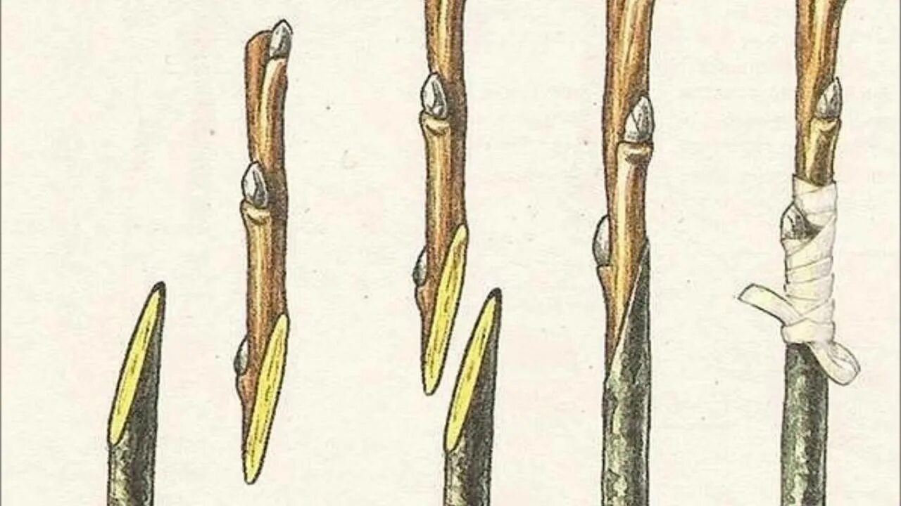 Прививка растений копулировка. Прививка яблони подвой привой. Прививка яблони прививочным секатором. Прививка яблони копулировка. Время прививки плодовых деревьев