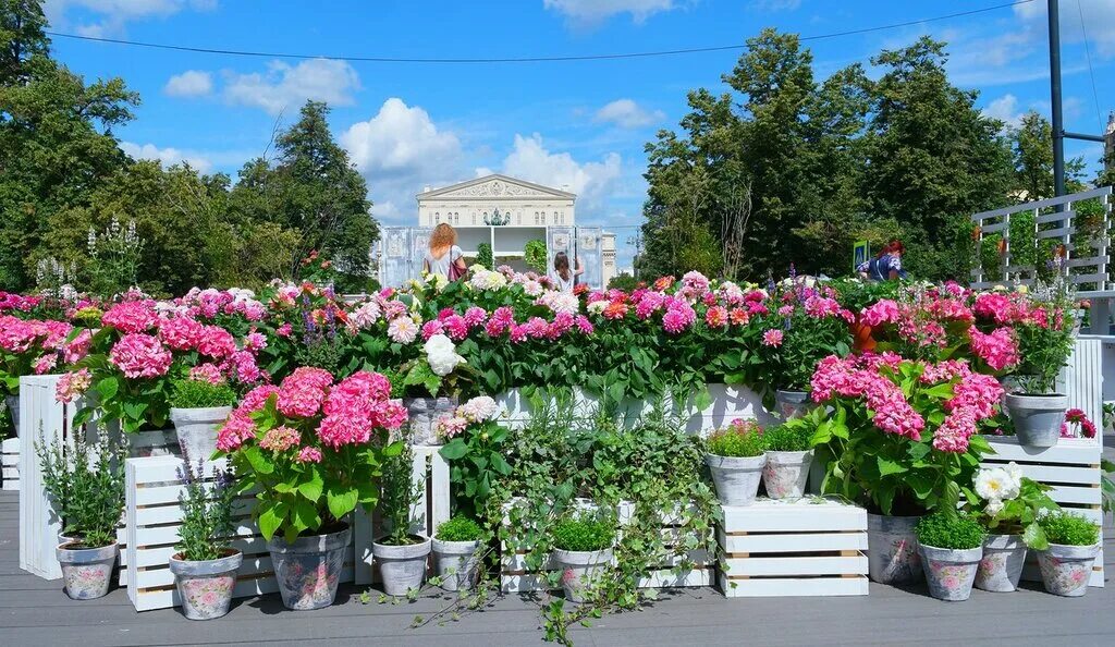 Декоративные цветы для сада. Цветы садовые москва. Цветочный джем 2022 москва. Парк цветов в москве. Цветы садовые москва.