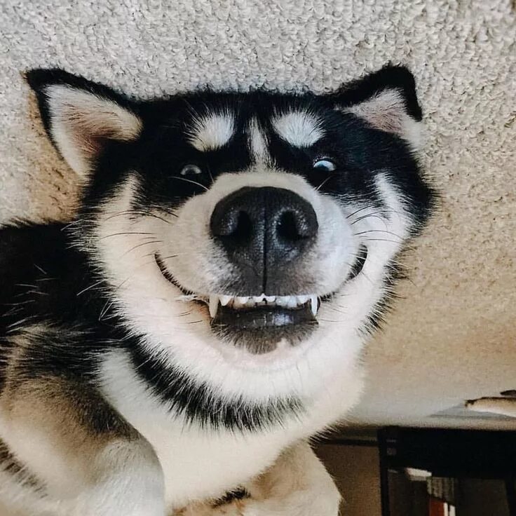Веселые хаски. Хаски. Хаски морда. Счастливая собака. Хаски приколы.