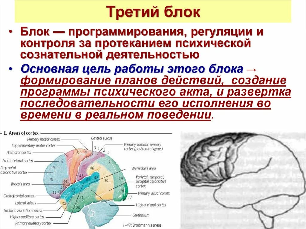 Блок программирования регуляции и контроля деятельности. Блок программирования регуляции и контроля за протеканием. программирование контроль и регуляция психической. третий блок: программирование, регуляция и контроль информации. блок программирования, регуляции и контроля картинка для презентации.
